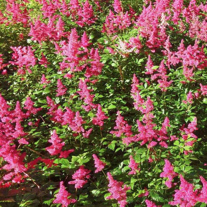 10-astilbe-musicdancing-flower