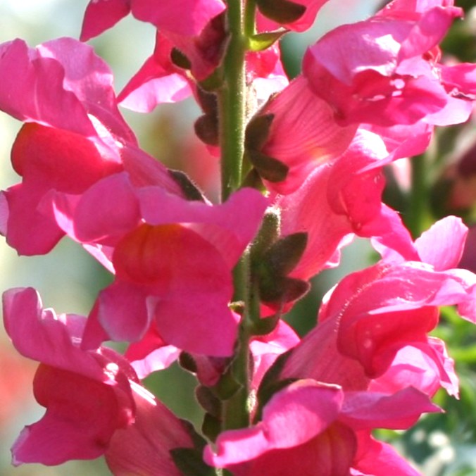 3-snapdragons-boldbrave-flower