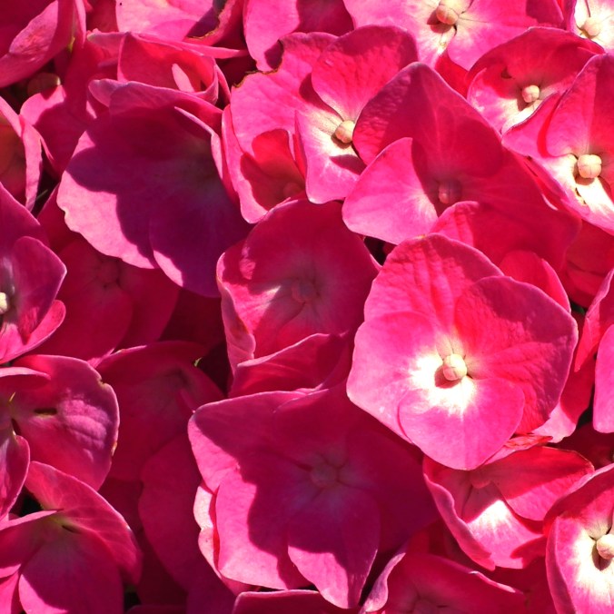 4-hydrangea-constantchatter-flower