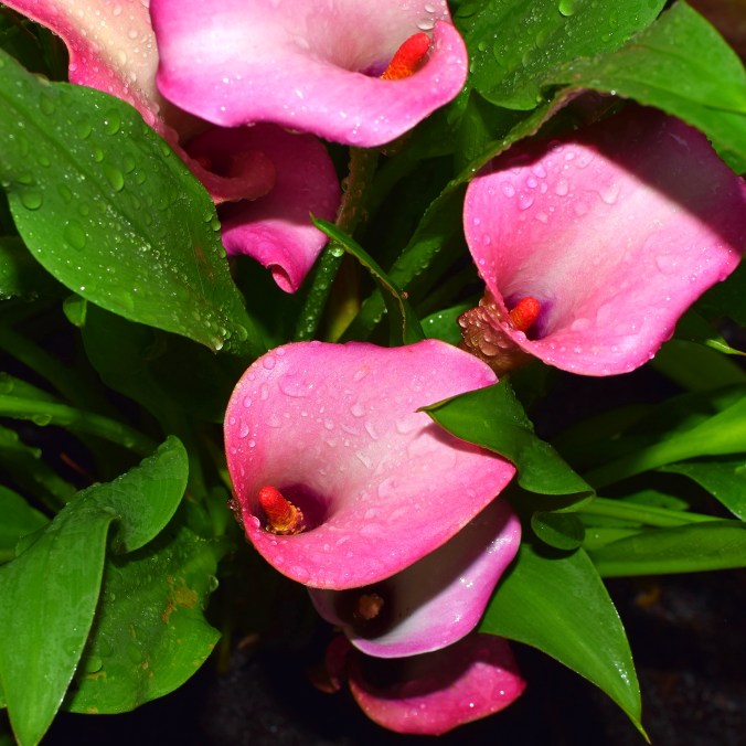 5-callalily-flirtysilence-flower