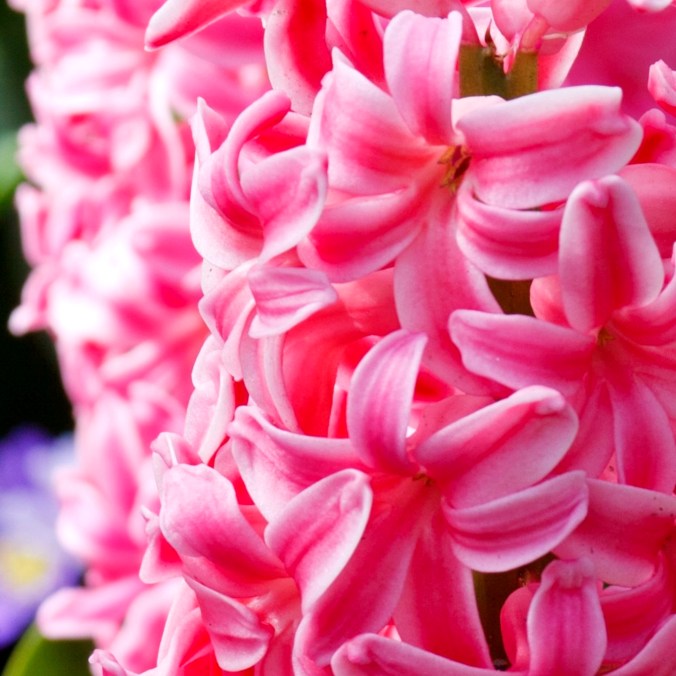 8-hyacinth-noisykisser-flower