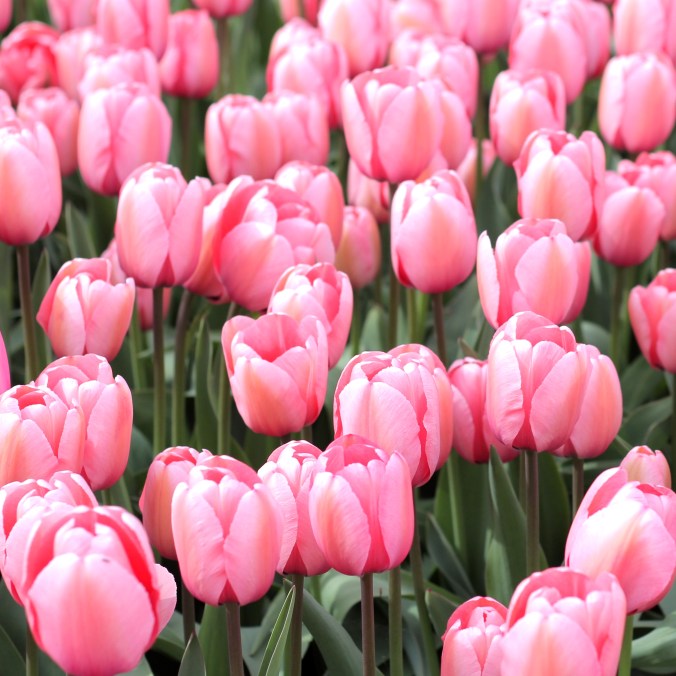 9-tulips-musicdancing-flower